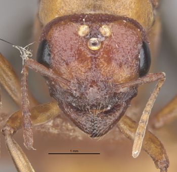 Media type: image;   Entomology 20971 Aspect: head frontal view